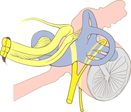File:Ear internal anatomy.svg