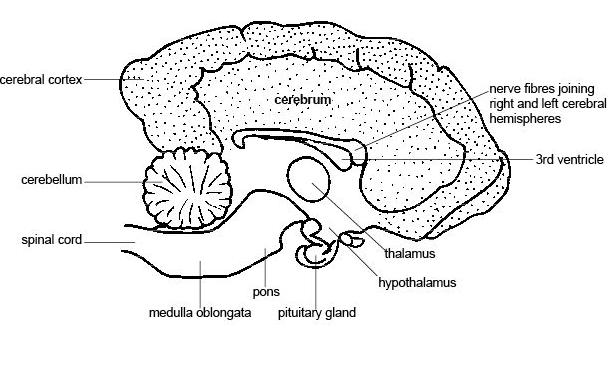 The Anatomy And Physiology Of Animals Test Yourselves The Nervous 