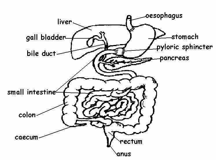 Match the region of the digestive system in the list below with the correct 