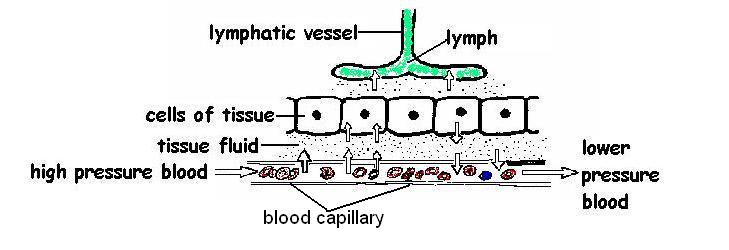 The Anatomy and Physiology of Animals/Lymphatic System Worksheet