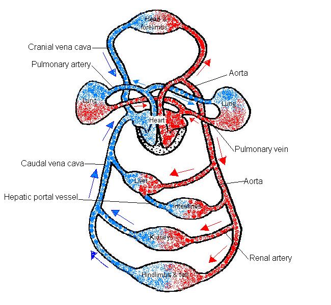 The Anatomy and Physiology of Animals/Circulatory System ...