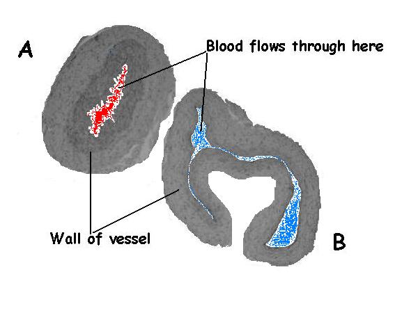 circulatory system diagram unlabeled. Animals/Circulatory System