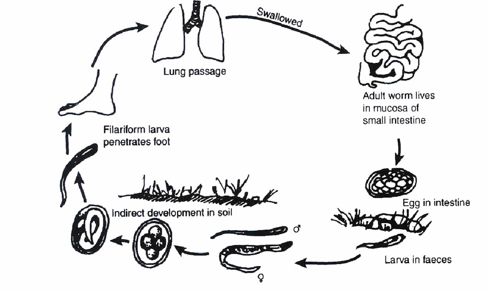 What are the key differences between a hook worm and a round worm?