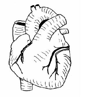 Heart diagram unlabeled