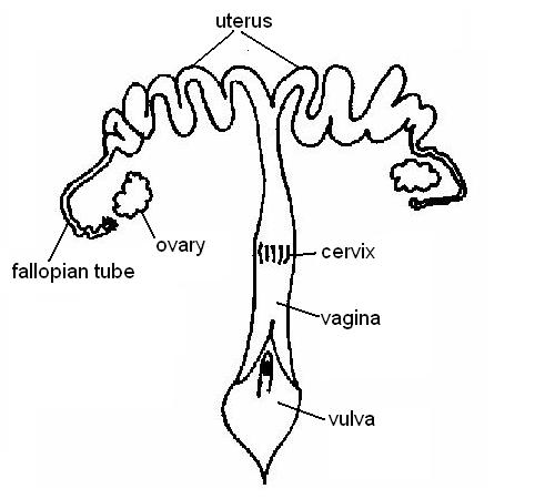 Reproductive Organs Diagrams Printable