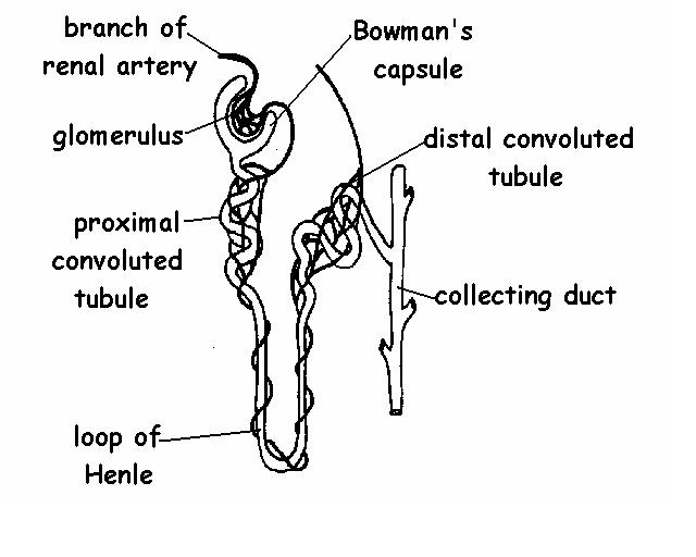 Kidney Tubule Diagram