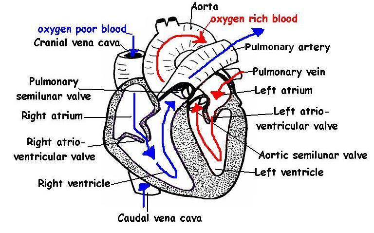 human heart labelled