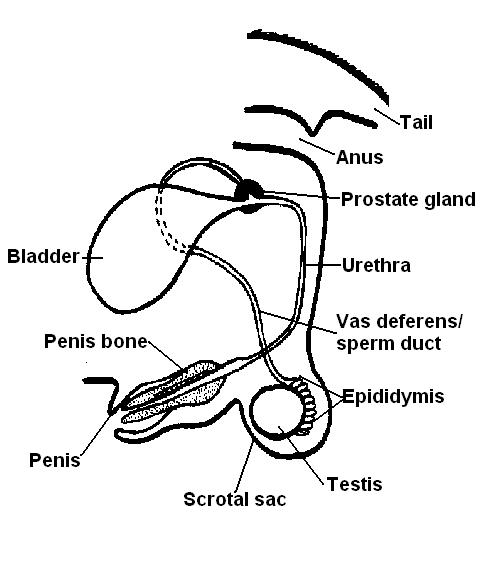 The Anatomy and Physiology of Animals/Test Yourselves/The Reproductive