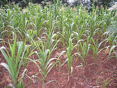 Young maize plant.jpg