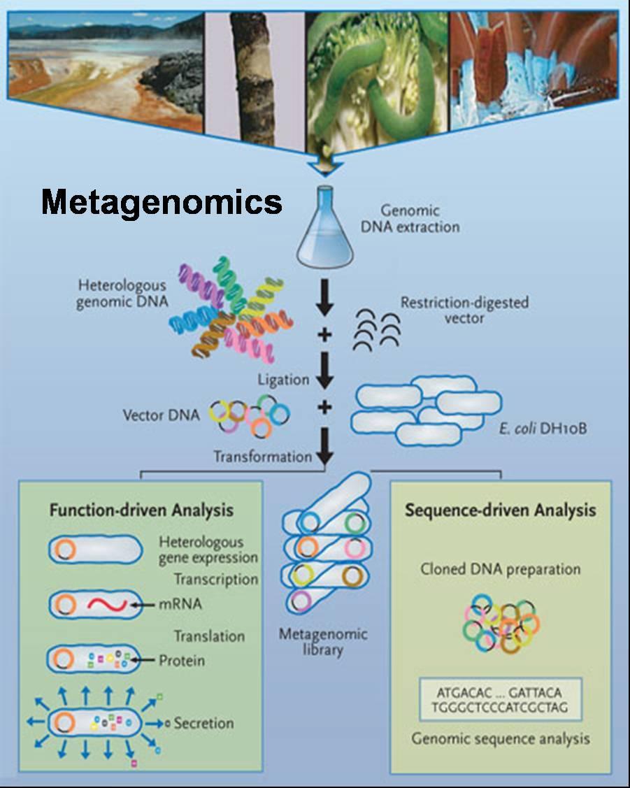 Metagenomics.jpg