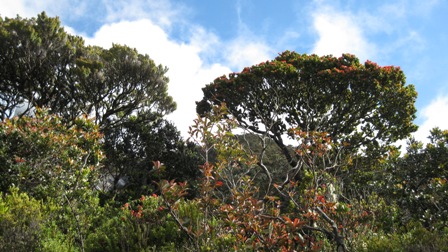 The colorful florae of Laban Rata, Mount Kinabalu