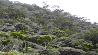 Mutated bonsai at Mount Kinabalu