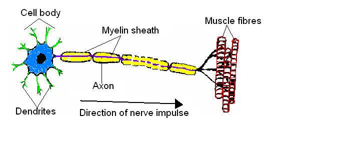 The Anatomy And Physiology Of Animals Nervous System Worksheet 