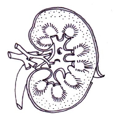 Renal functions of kidney in the body - real healthy colours diagrams