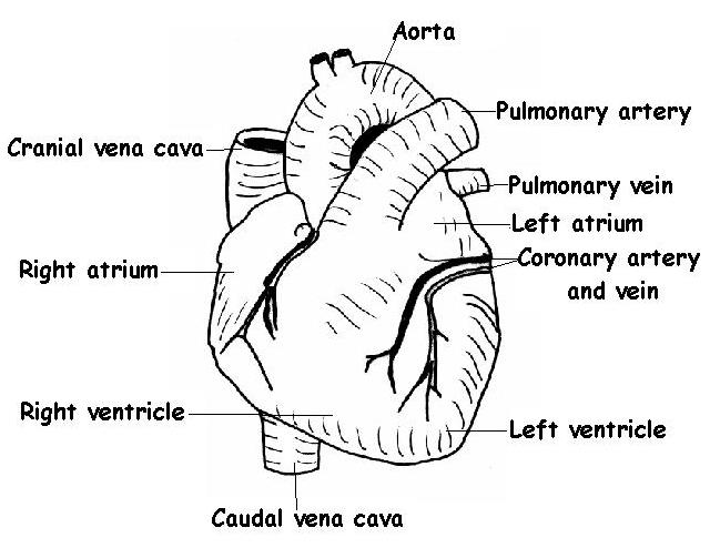 The diagram below shows an external view of the mammalian heart.