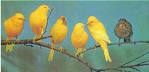 Canary birds.JPEG