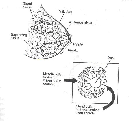 Anatomy Of Lactation