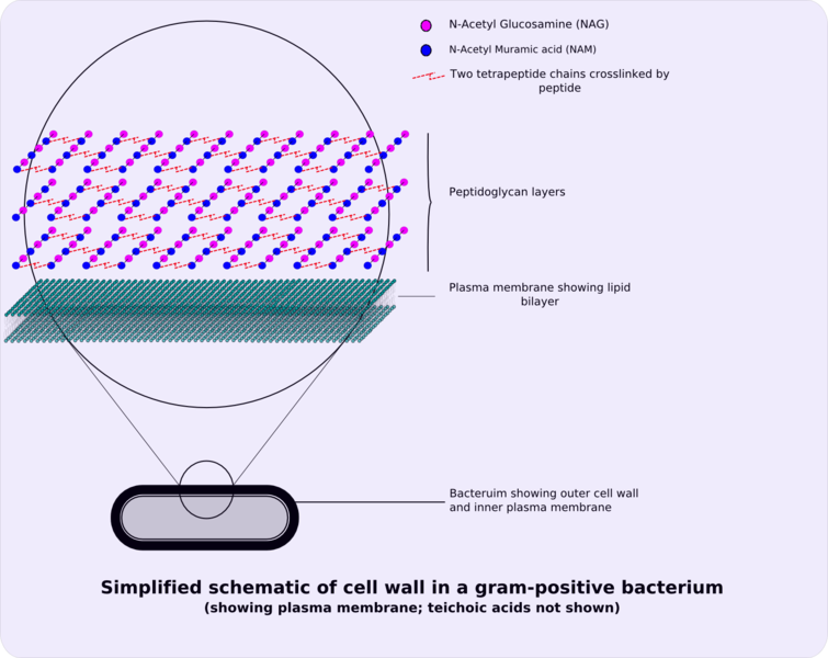 400px-Gram-positive cellwall-schematic.png
