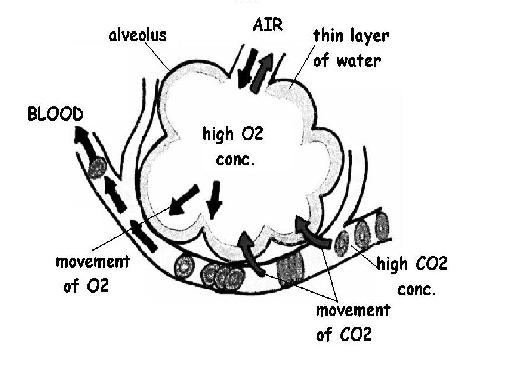 alveolar diagram