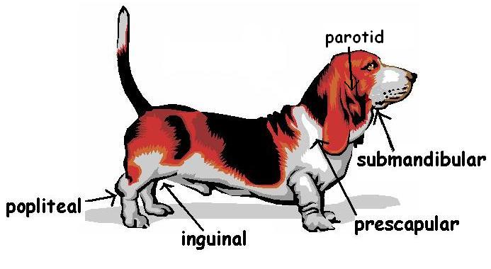 POsition of lymph nodes of a dog.JPG