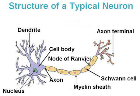 Components Of Neuron