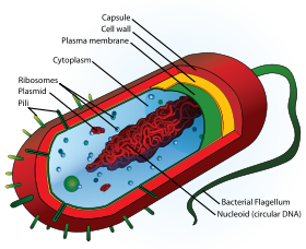 Bacteria structure.png