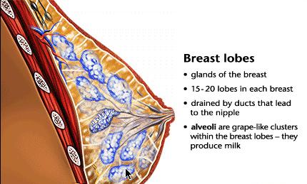 Breast lobes.jpg