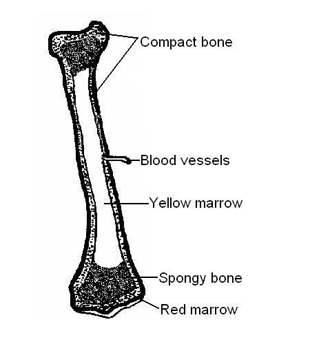 The Anatomy and Physiology of Animals/Skeleton Worksheet/Worksheet