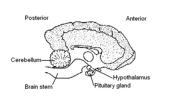 On the diagram of the brain
