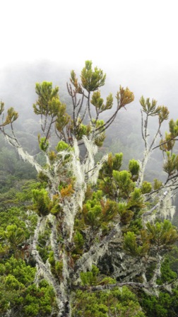 Bonsai at Mesilau Route, Mount Kinabalu