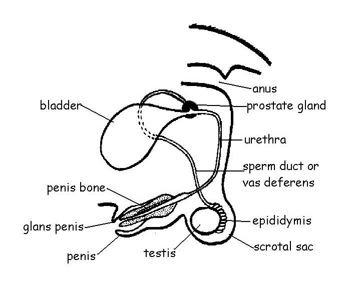 the male  to of of animal heart worksheet  diagram reproductive Add labels the the  system a