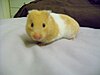 Sally (Hamster) 1.JPG