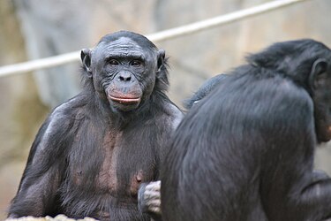 Image: Bonobos (Pan paniscus)