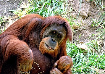 Image: Sumatran orangutan (Pongo abelii)