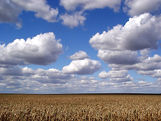 Clouds & corn.jpg