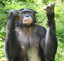 Image: Bonobo (Pan paniscus); "Curses!"