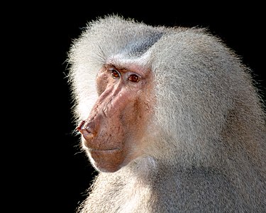 Image: Hamadryas Baboon (Papio hamadryas) at the Leipzig Zoo.