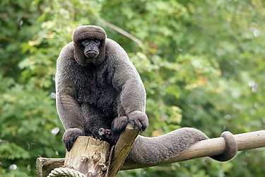 Image: Woolly monkey (Lagothrix lagotricha)