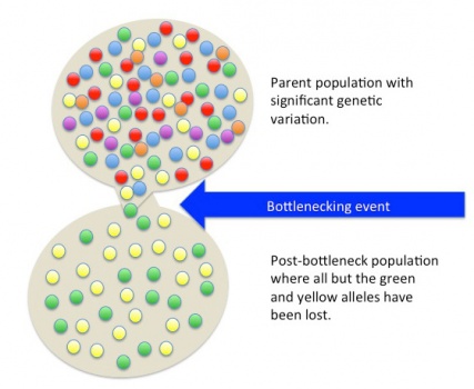 Image: Illustration of the bottleneck effect