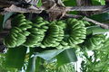 Banana tree in Samoa.JPG