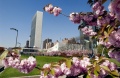 Cherry Blossoms at UN Headquarters.jpg
