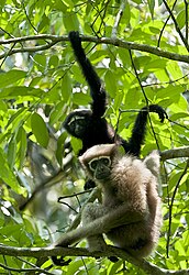 Image: Female and male white-browed gibbons (Hoolock hoolock)