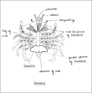 Edited labelled diagram of Sacculina.jpg