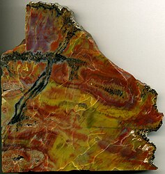 Image: Permineralized wood