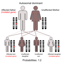 Illustration of Autosomal dominant inheritance