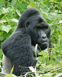 Image: Male silverback gorilla (G. beringei)