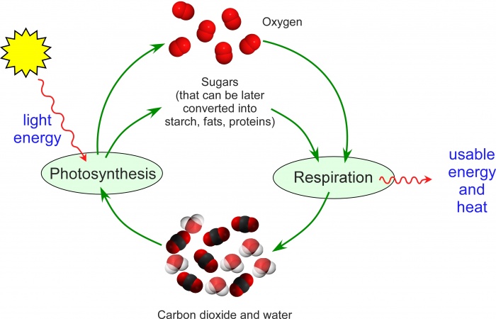 Photosynthesis. Diagram by Greg Jordan, with model of diatomic oxygen made available under the CC0 1.0 Univervsal Public Domain, and model of carbon dioxide licensed under terms of the GNU Free Documentation.