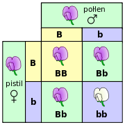 Illustration of A Punnett square of pea flowers
