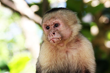 Image: White-faced capuchin (Cebus capucinus) on Rio Frio, Costa Rica