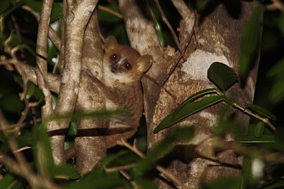 Image: Gray mouse lemur (Microcebus murinus)